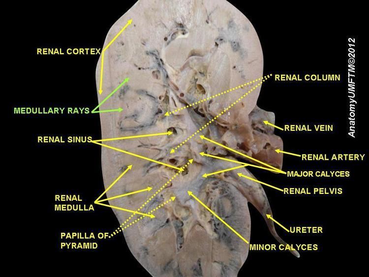 Medullary ray (anatomy)