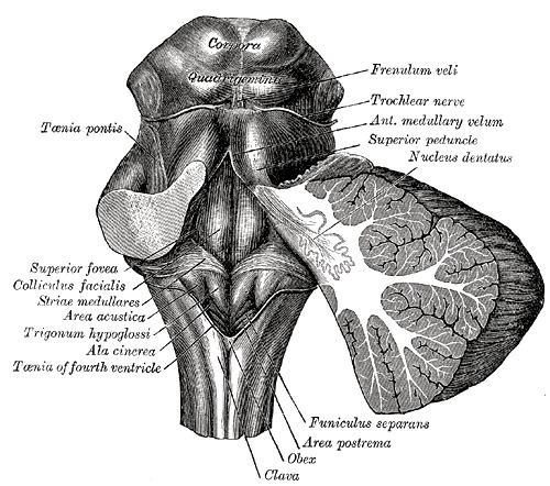 Medullary striae of fourth ventricle