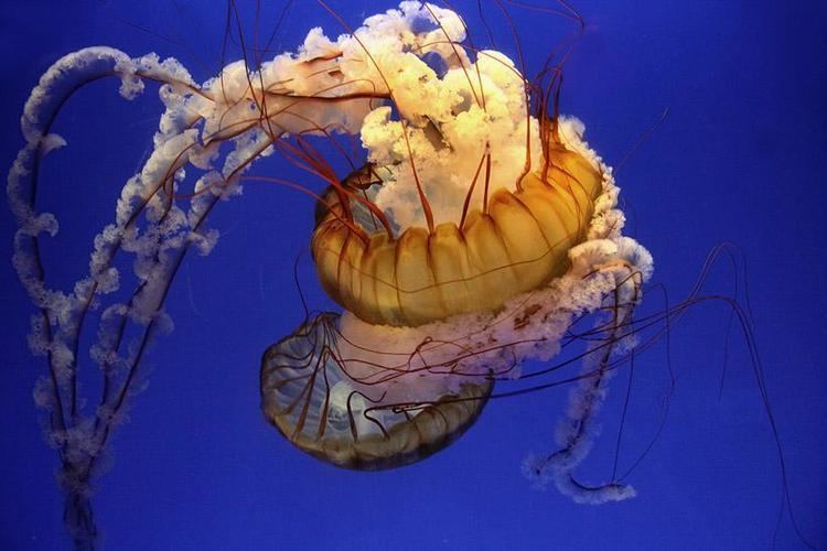 Medusozoa Jellyfish Medusozoa Pixdaus