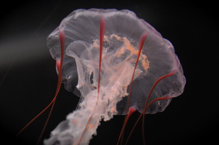 Medusozoa Medusozoa Jellyfish also known as jellies or sea jellies Flickr