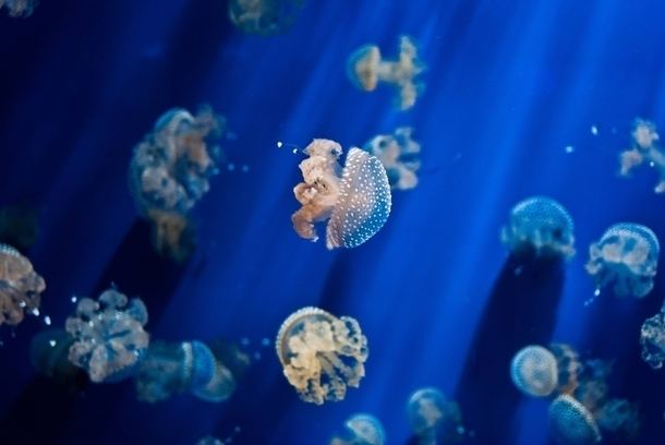 Medusozoa Jelly Fish Medusozoa Photorator