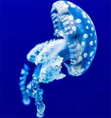 Medusozoa Acclaimed Medusozoa jellyfish hung at Horniman Museum and Gardens