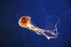 Medusozoa Medusozoa Wikipedie