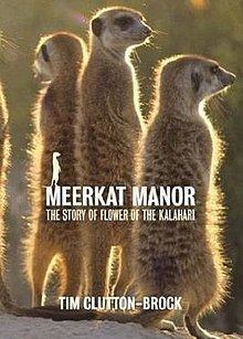 Meerkat Manor Meerkat Manor Wikipedia
