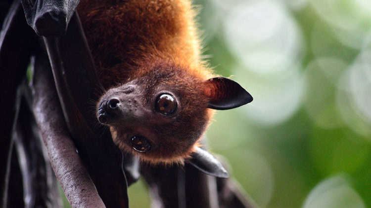 Megabat ~ Detailed Information | Photos | Videos