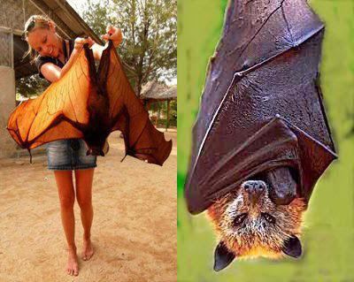 Megabat Philippine Giant goldencrowned flying fox Mega Bat The