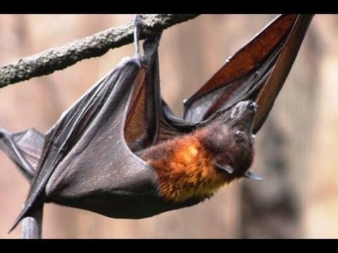 Megabat MEGABAT Flying Fox Species Spotlight YouTube