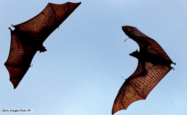 Megabat BBC Nature Megabats videos news and facts