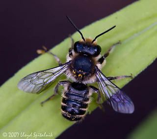 Megachile Megachile centuncularis Linnaeus 1758 Discover Life