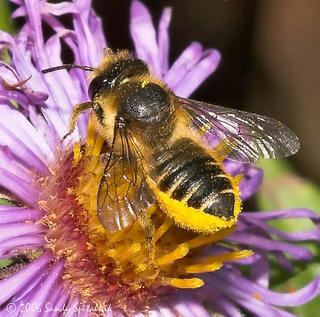 Megachile Megachile centuncularis Linnaeus 1758 Discover Life