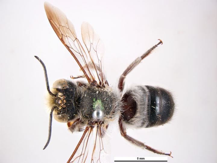 Megachile aethiops