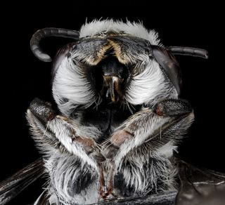 Megachile campanulae Megachile campanulae Robertson 1903 Discover Life