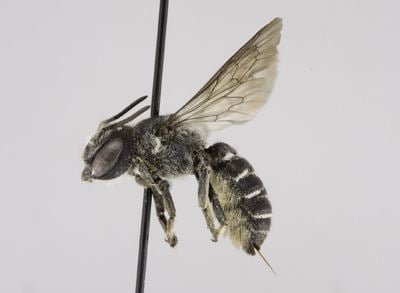 Megachile campanulae Key to the Megachile of Canada Couplet 1