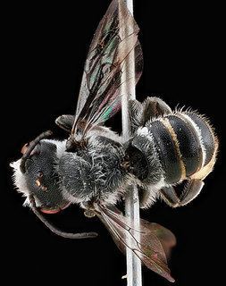 Megachile campanulae Megachile campanulae Discover Life