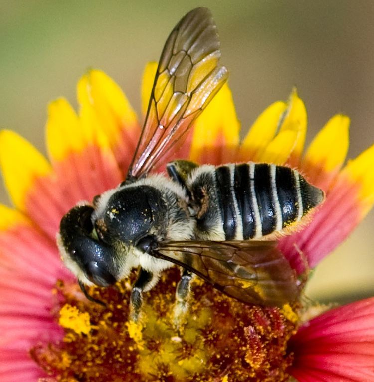 Megachile Flower Flies