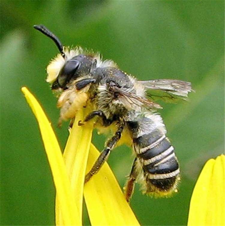 Megachile Factsheet Megachile bees