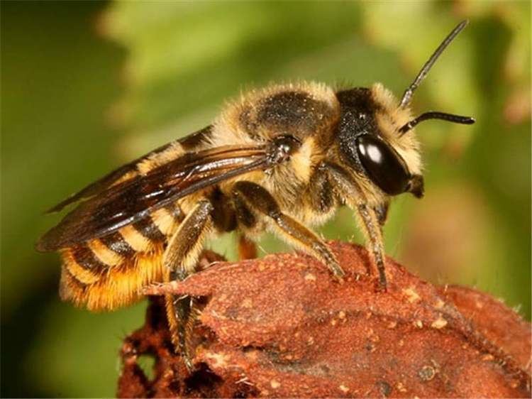 Megachile Factsheet Megachile bees