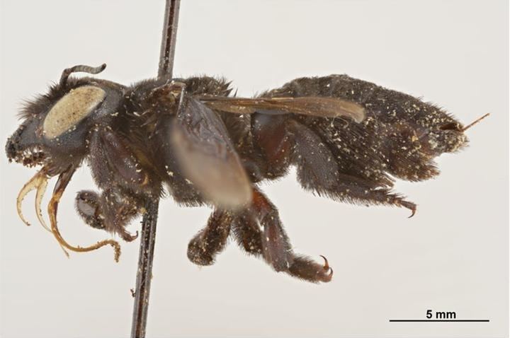 Megachile frontalis