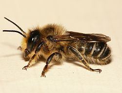 Megachile ligniseca httpsuploadwikimediaorgwikipediacommonsthu
