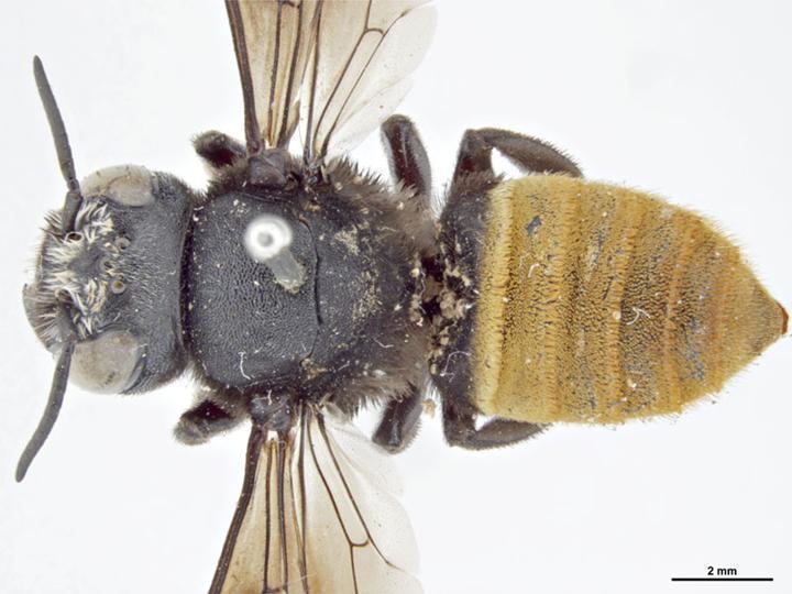 Megachile mystacea