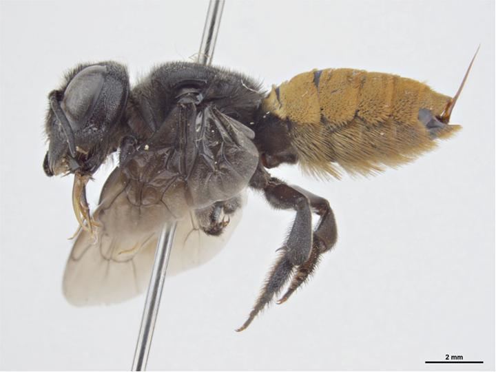 Megachile mystaceana