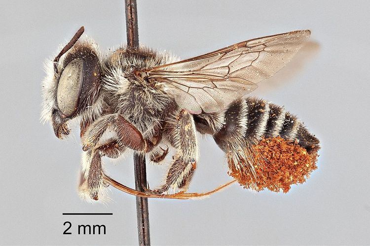 Megachile oenotherae