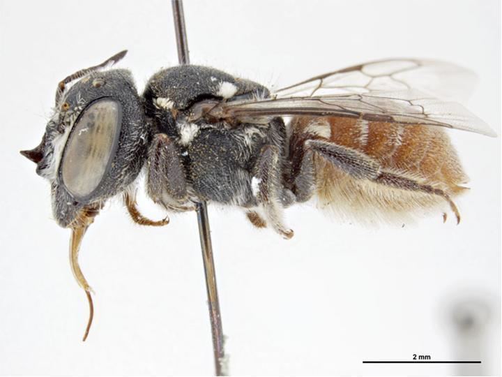 Megachile patera