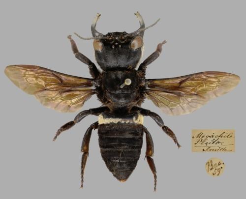Megachile pluto Let39s do Some Zoology Wallace39s Giant Bee Megachile pluto a