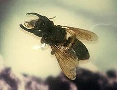 Megachile pluto httpsuploadwikimediaorgwikipediacommonsthu