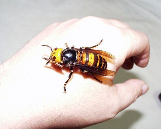 Megachile pluto Los invertebrados mas grandes Vespas Bees and Hornet
