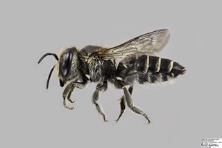 Megachile rotundata Megachile rotundata Fabricius 1793 Discover Life
