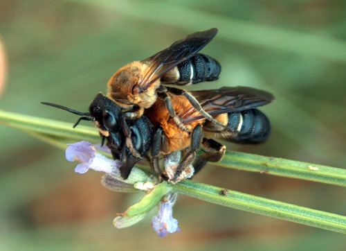 Megachile sculpturalis MEGACHILE SCULPTURALIS une abeille asiatique aprs le frelon