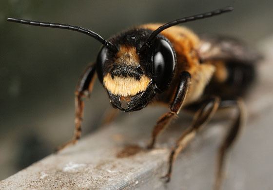 Megachile sculpturalis giant resin bee Megachile sculpturalis BugGuideNet