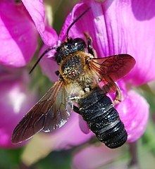 Megachile sculpturalis httpsuploadwikimediaorgwikipediacommonsthu