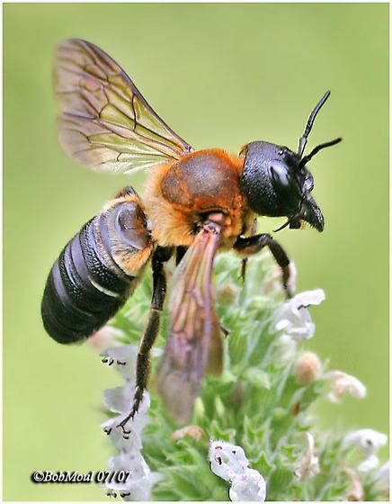 Megachile sculpturalis Giant Resin Bee Megachile sculpturalis BugGuideNet