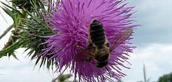 Megachile versicolor httpsuploadwikimediaorgwikipediacommonsthu