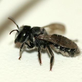 Megachilidae Megachilidae Discover Life