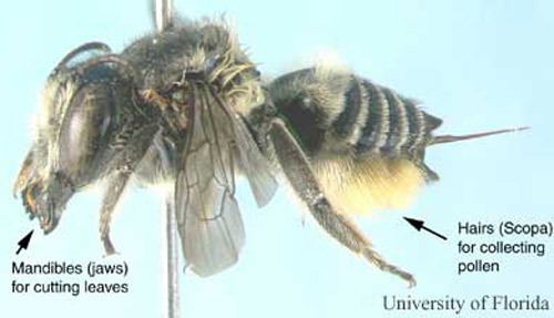 Megachilidae leafcutting bees Megachilidae