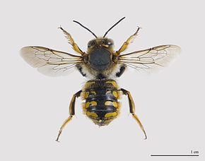 Megachilidae Megachilidae Wikipdia
