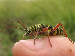 Megacyllene Megacyllene robiniae Locust borer Discover Life
