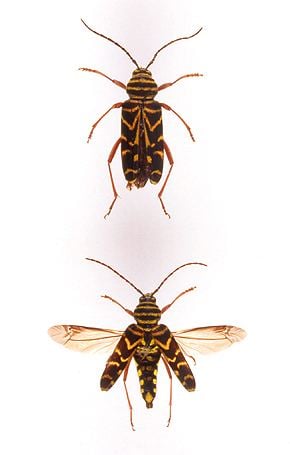 Megacyllene robiniae godofinsectscom Locust Borer Beetles Megacyllene robiniae