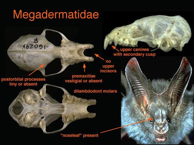 Megadermatidae ADW megadermatidaejpg