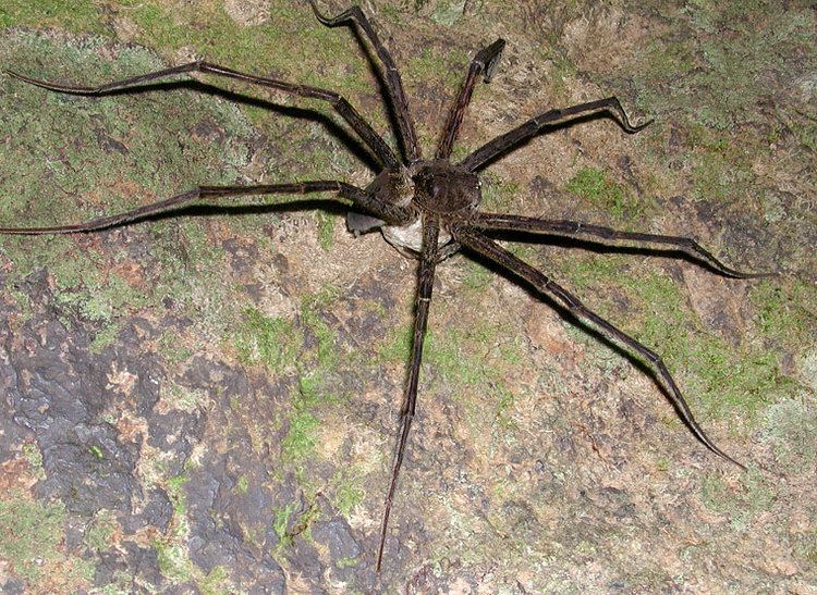 Megadolomedes Megadolomedes australianus L Koch 1865 Giant Water Spider