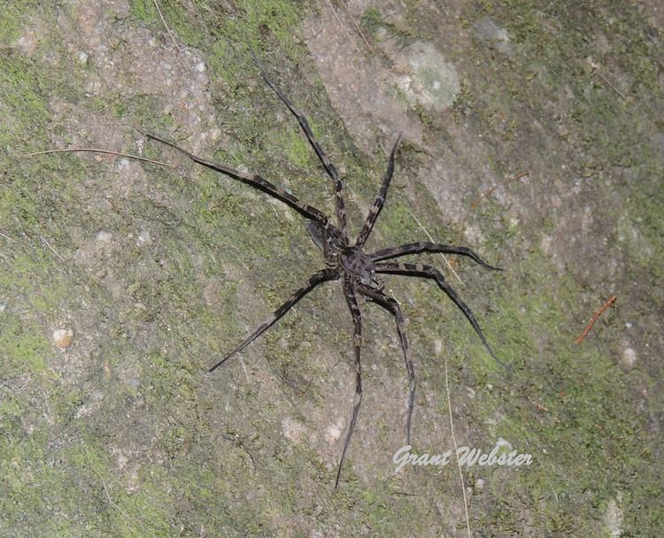 Megadolomedes Megadolomedes australianus Giant Water Spider Megadolome Flickr