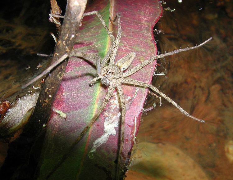Megadolomedes Megadolomedes australianus L Koch 1865 Giant Water Spider