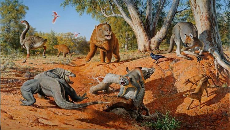 Megafauna not climate change wiped out Australian megafauna