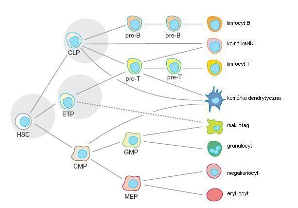 Megakaryocyte–erythroid progenitor cell
