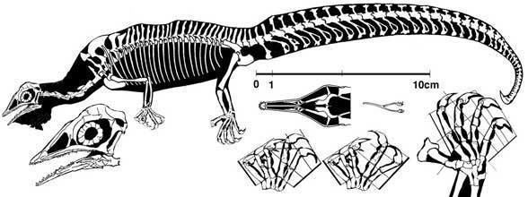 Megalancosaurus wwwreptileevolutioncomimageslepidosauromorpha