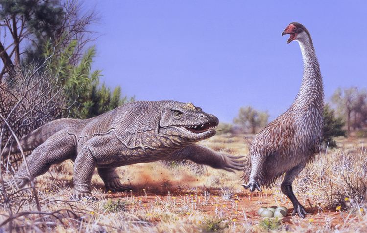 Megalania Australia39s Giant Venomous Lizard Gets Downsized Phenomena