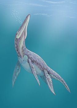 Megalneusaurus httpsuploadwikimediaorgwikipediacommonsthu